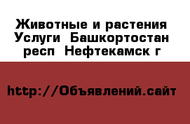 Животные и растения Услуги. Башкортостан респ.,Нефтекамск г.